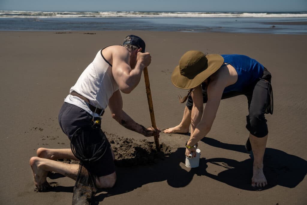 razor clam digging